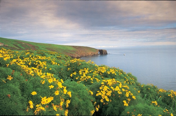 Yellow flowers in foreground extending out along a rocky coastline to a natural arch.