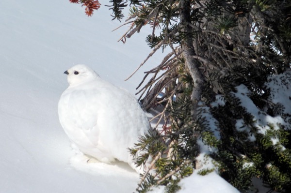 Ptarmigan in winter coat
