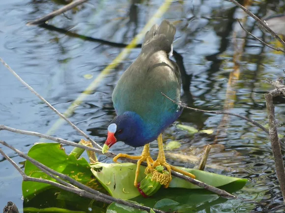 n: A brightly-colored blue and green bird with long, yellow toes eats a flower head among lily pads