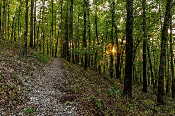 Hiking trail through a dense forest with the sun setting through the trees.