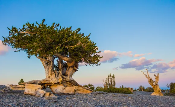 Bristlecone pine tree with wide green canopy with a light blue and pink sky in the background.