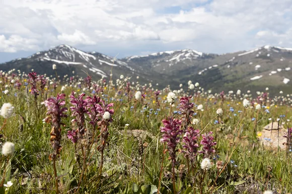 Wildflowers bloom in an alpine meadow with mountains in the distance.