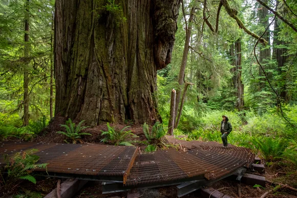 A ranger stands on a metal boardwalk next to redwood trees.