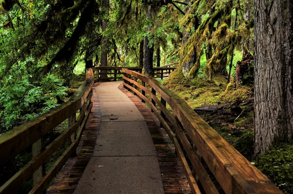 a wooden boardwalk in a dense, mossy rainforest