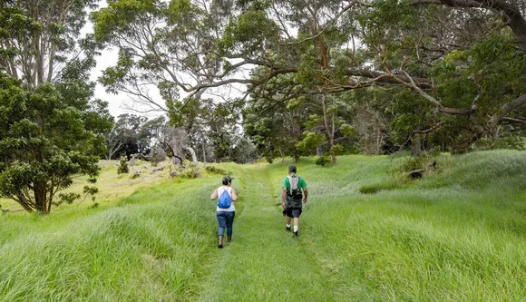 Hikers on a scenic trail surrounded by ʻōhia trees.
