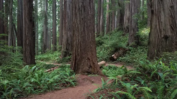 Boy Scout Tree Trail